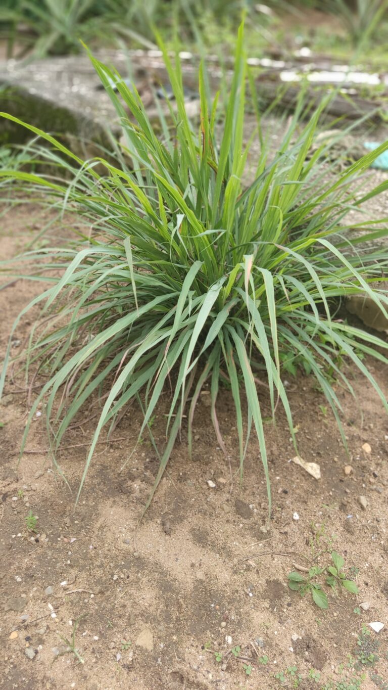 Lemon Grass Seedlings