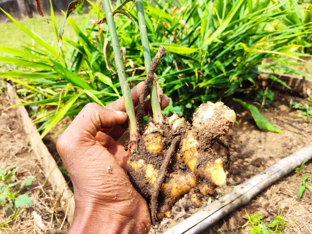 Ginger Plant