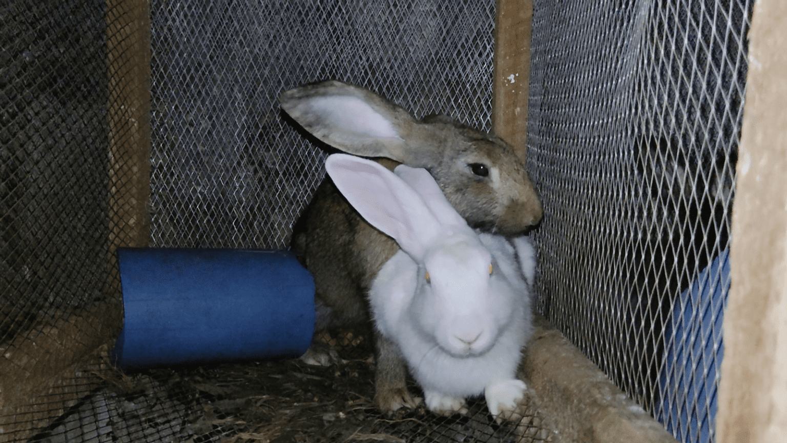 Understanding Rabbit Reproduction | Envynature