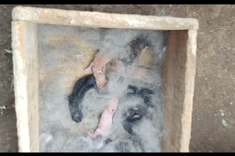 Day Old Rabbit Kittens