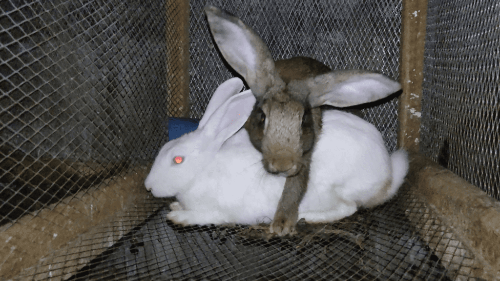 Rabbits