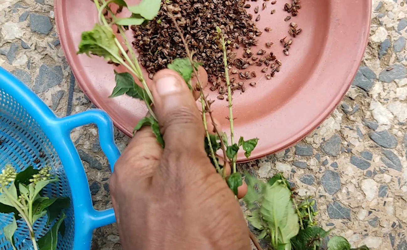 Detaching Seed Pods from Scent Leaf Flower