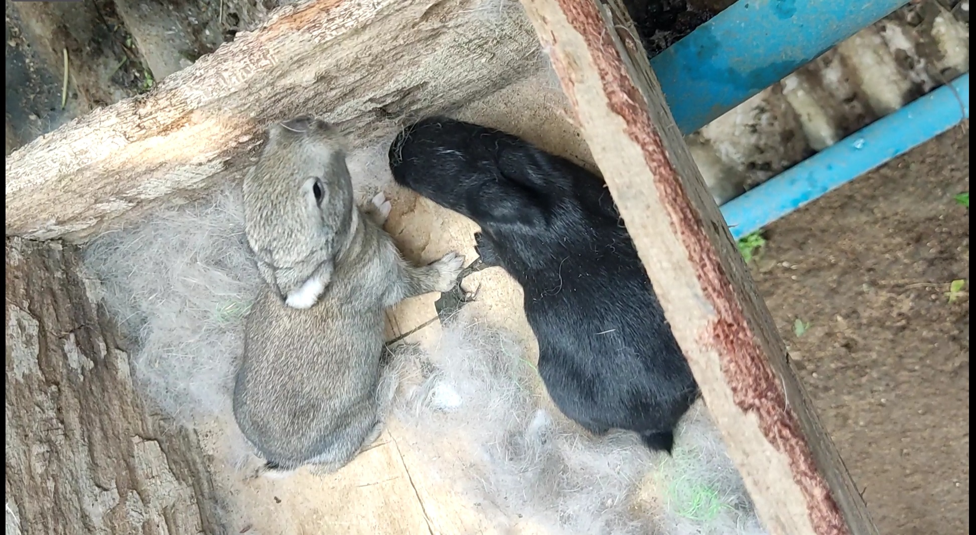 Rabbit Delivery Box