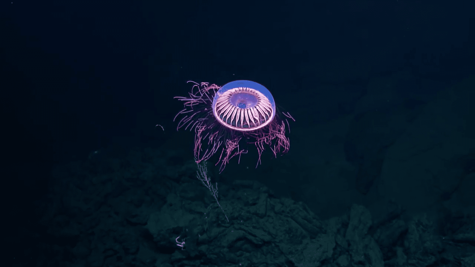 Halitrephes Maasi Jellyfish - A floating fireworks | Envynature