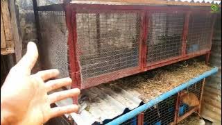 Rabbit Cage