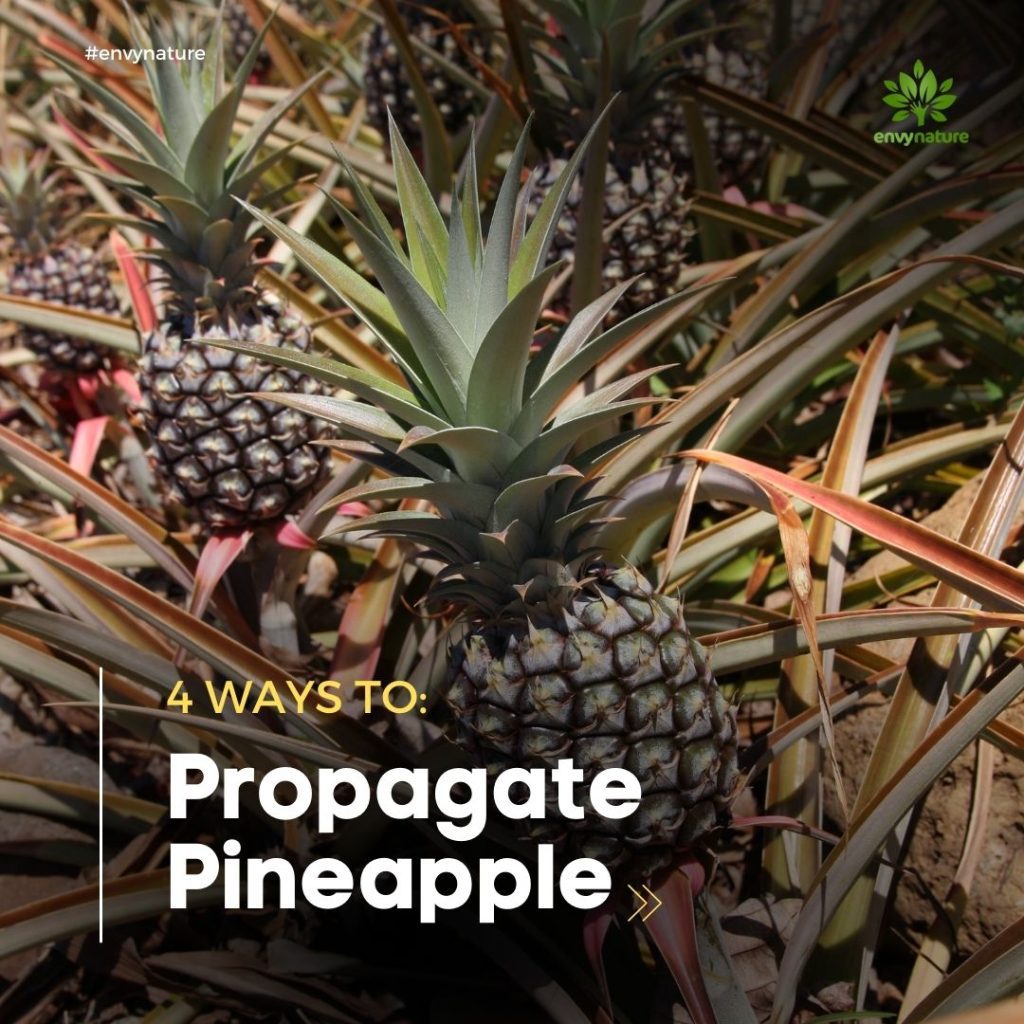 Four ways to propagate pineapple