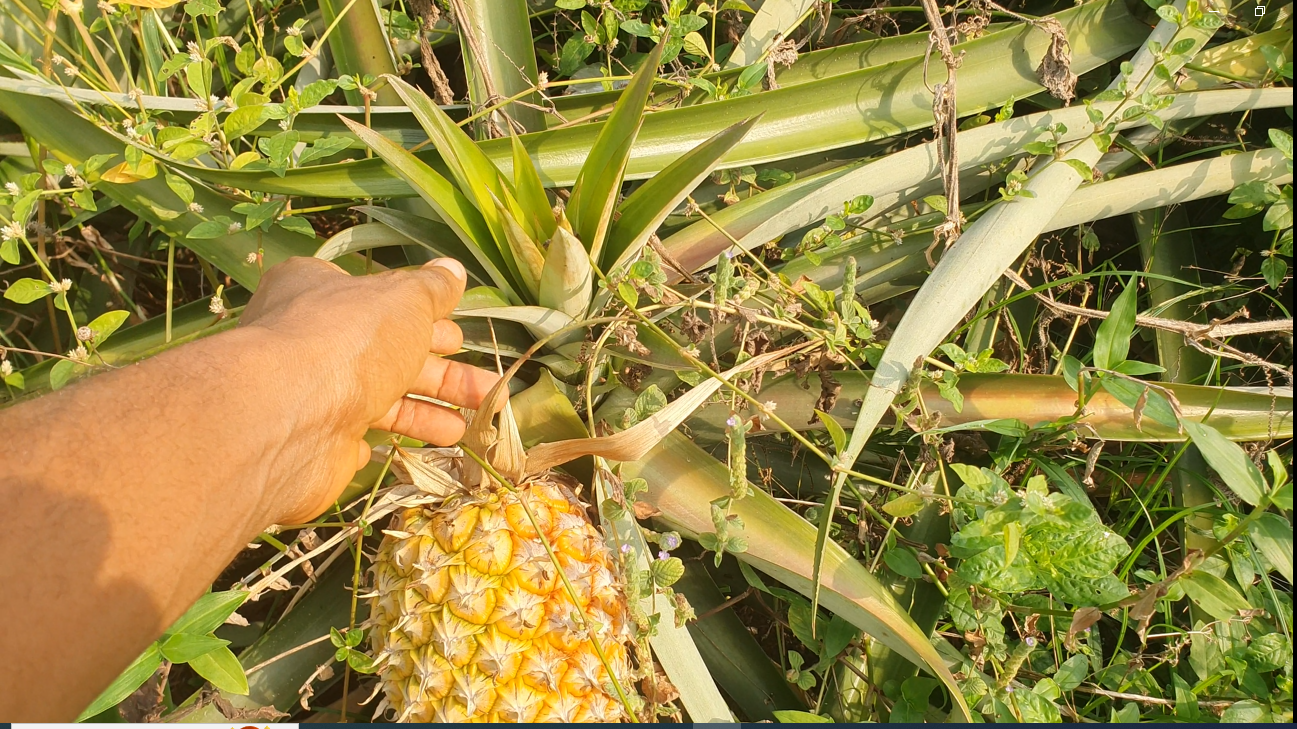 Four Ways To Propagate Pineapple | Envynature