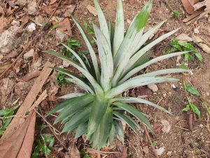 Pineapple top crown