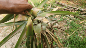 Uprooted Pineapple plant