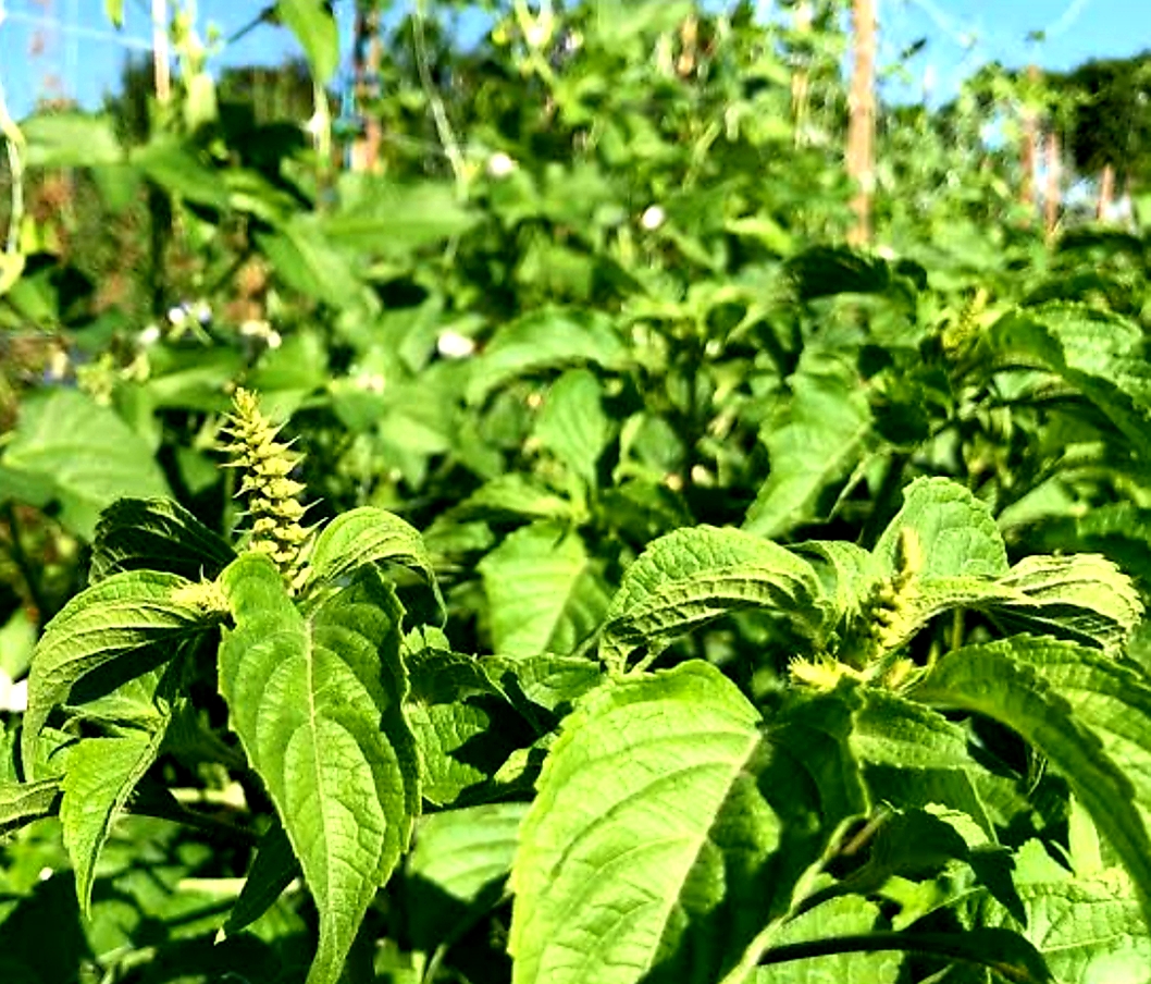 How to Plant Scent Leaf | Envynature