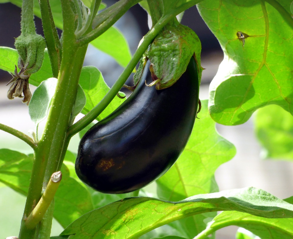 egg plant