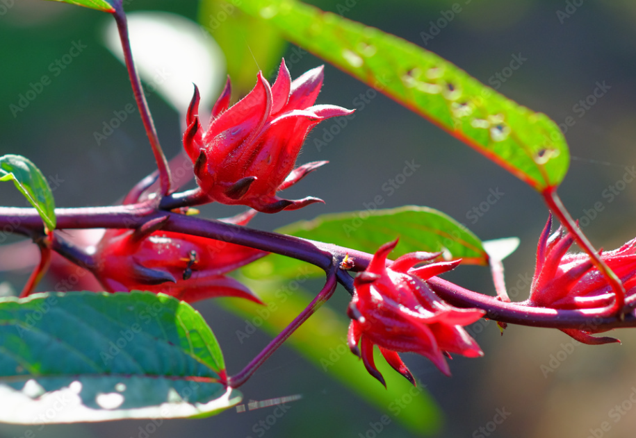 Red Roselle