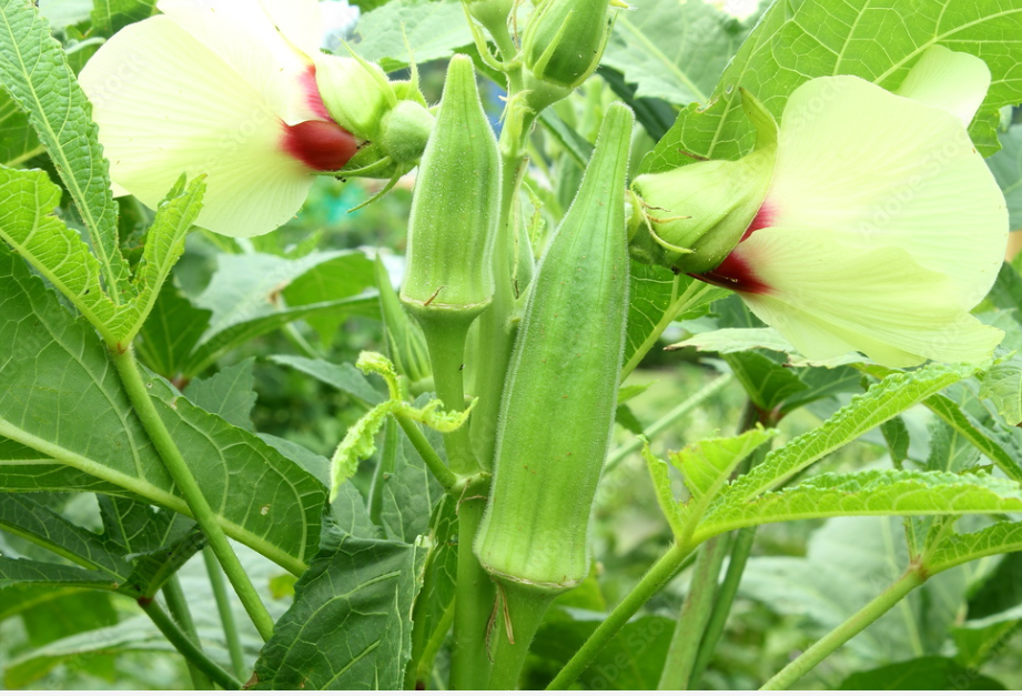 okro plant