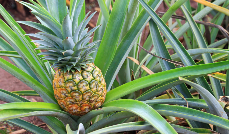 pineapple