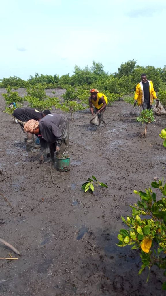 Mangrove Planting