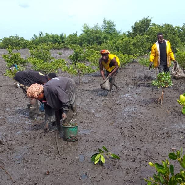 Mangrove Planting