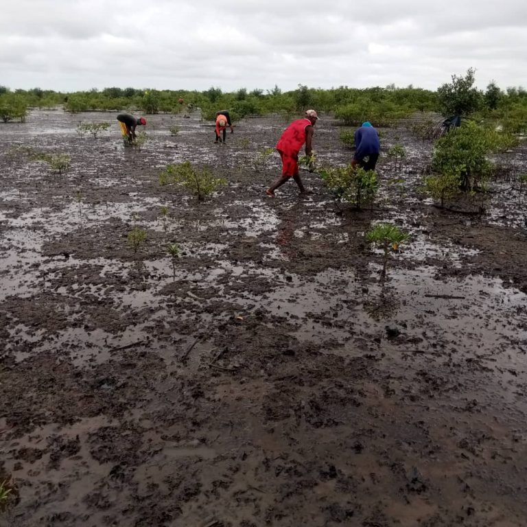 Mangrove planting