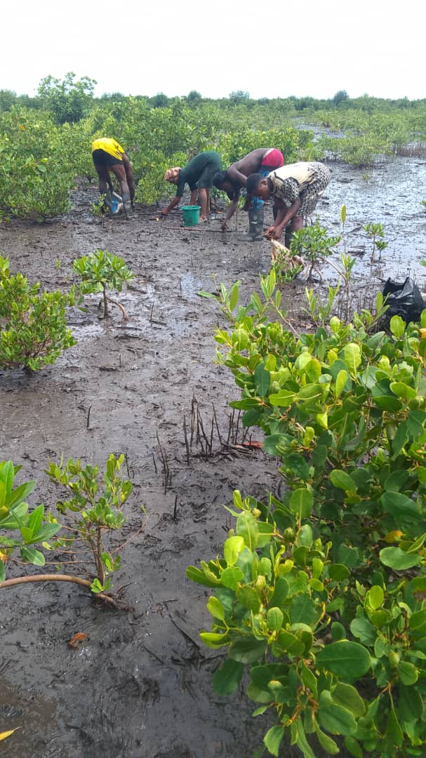 Mangrove replanting