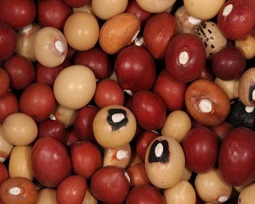 Bambara groundnut