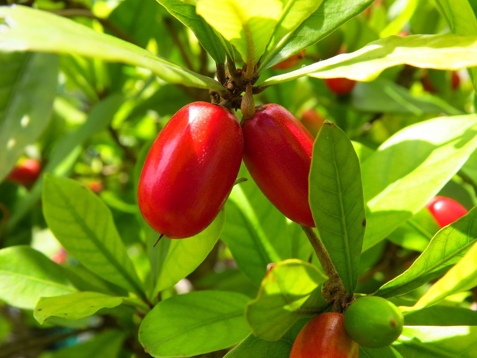 The Surprising Benefits of Miracle Berry – An Old-School Plant Worth ...