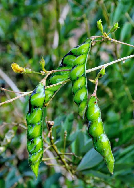 Pigeon pea