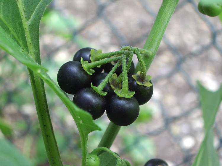 African nightshade