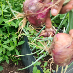 Uprooting Onions