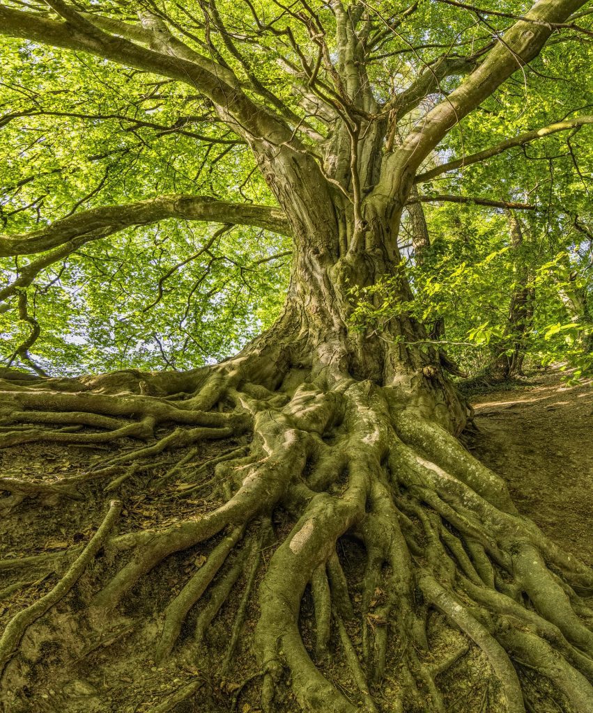 Interconnected plant roots