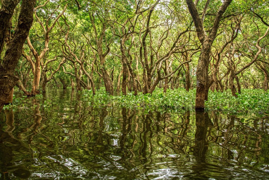 Mangrove forest