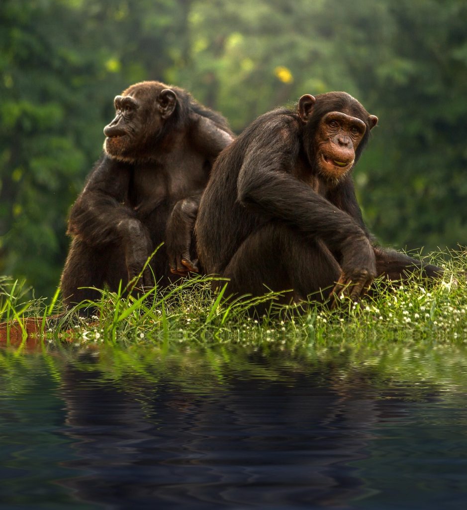 Bonobos