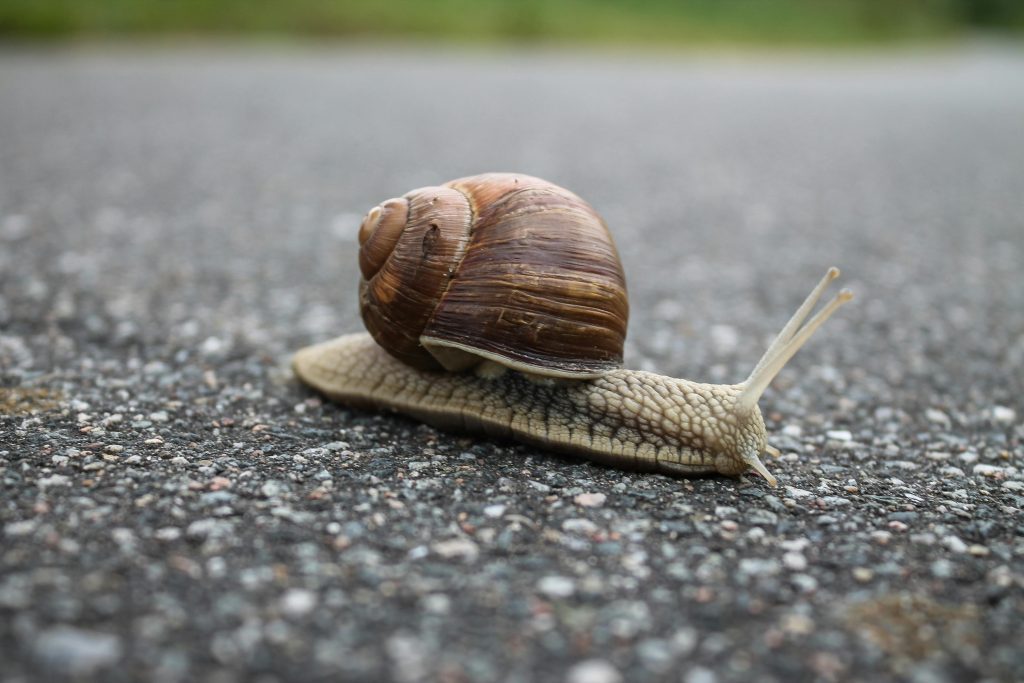 A snail