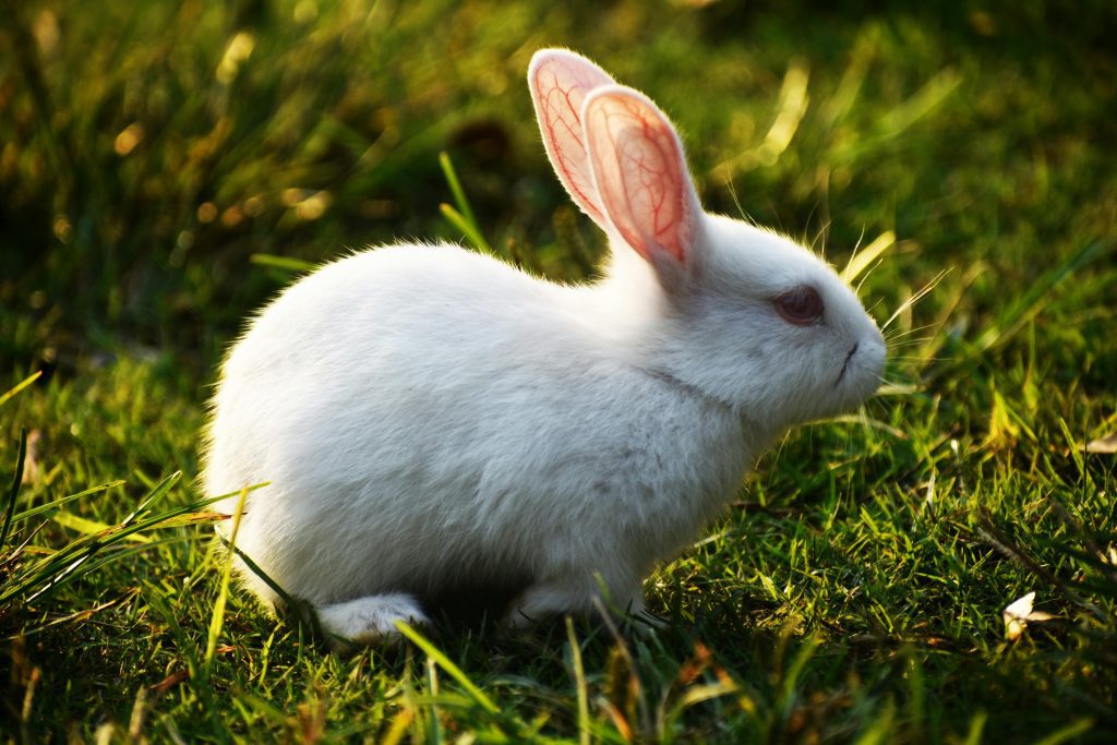 A rabbit