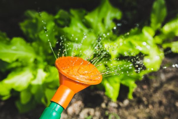 watering-plants-with-a-watering-can-1.jpg